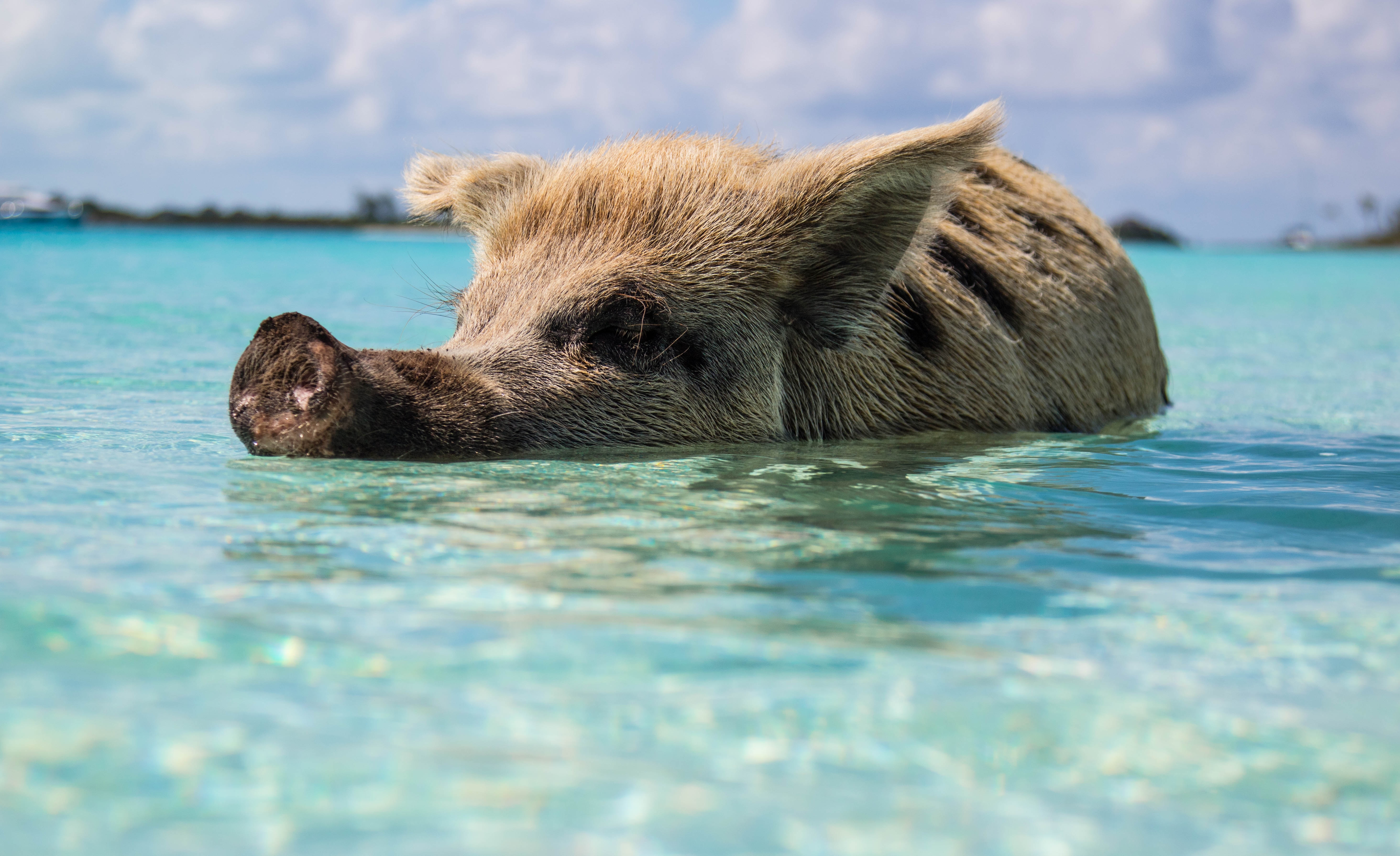 Nager avec les cochons à Pig Beach aux Bahamas