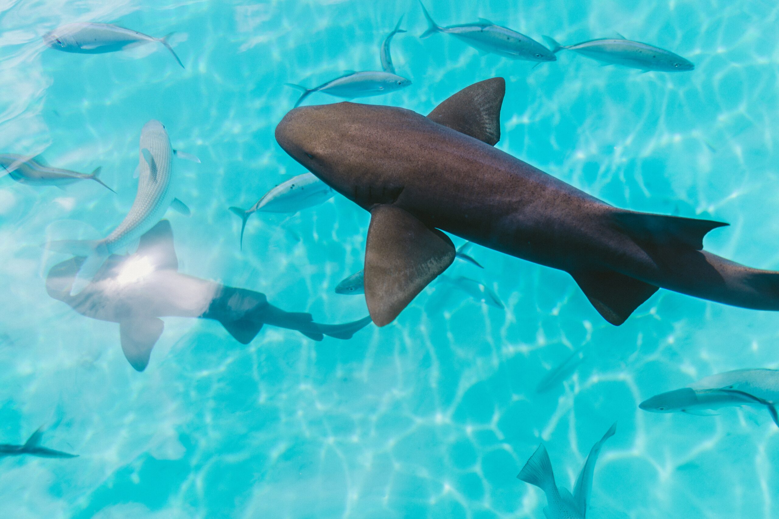 Plonger avec les requins aux Bahamas