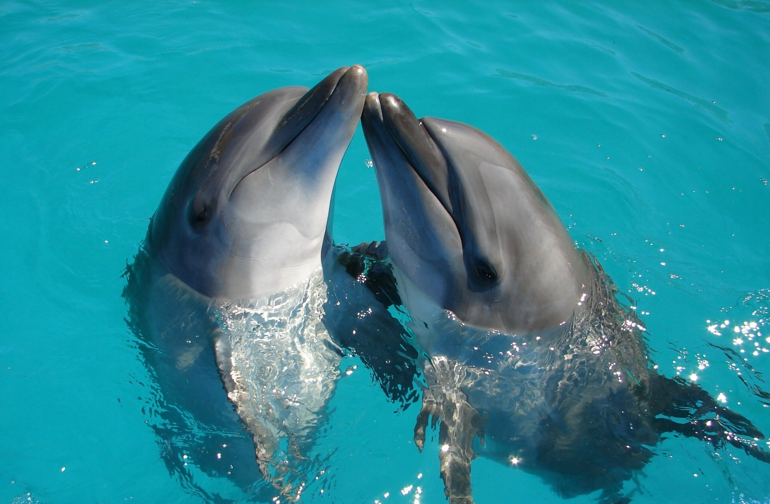 dauphins maroc