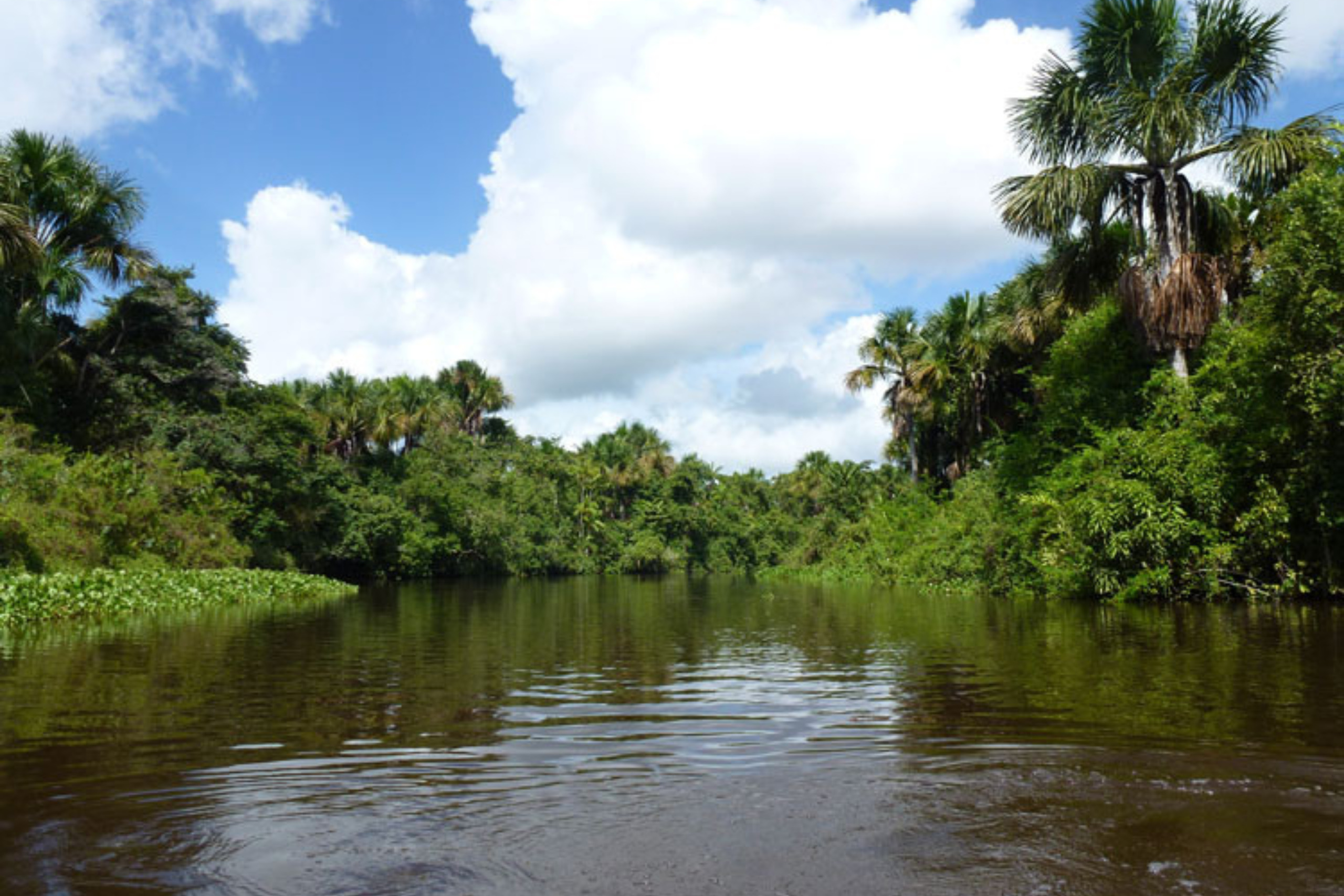 Excursion dans le delta de l'Orénoque au Venezuela