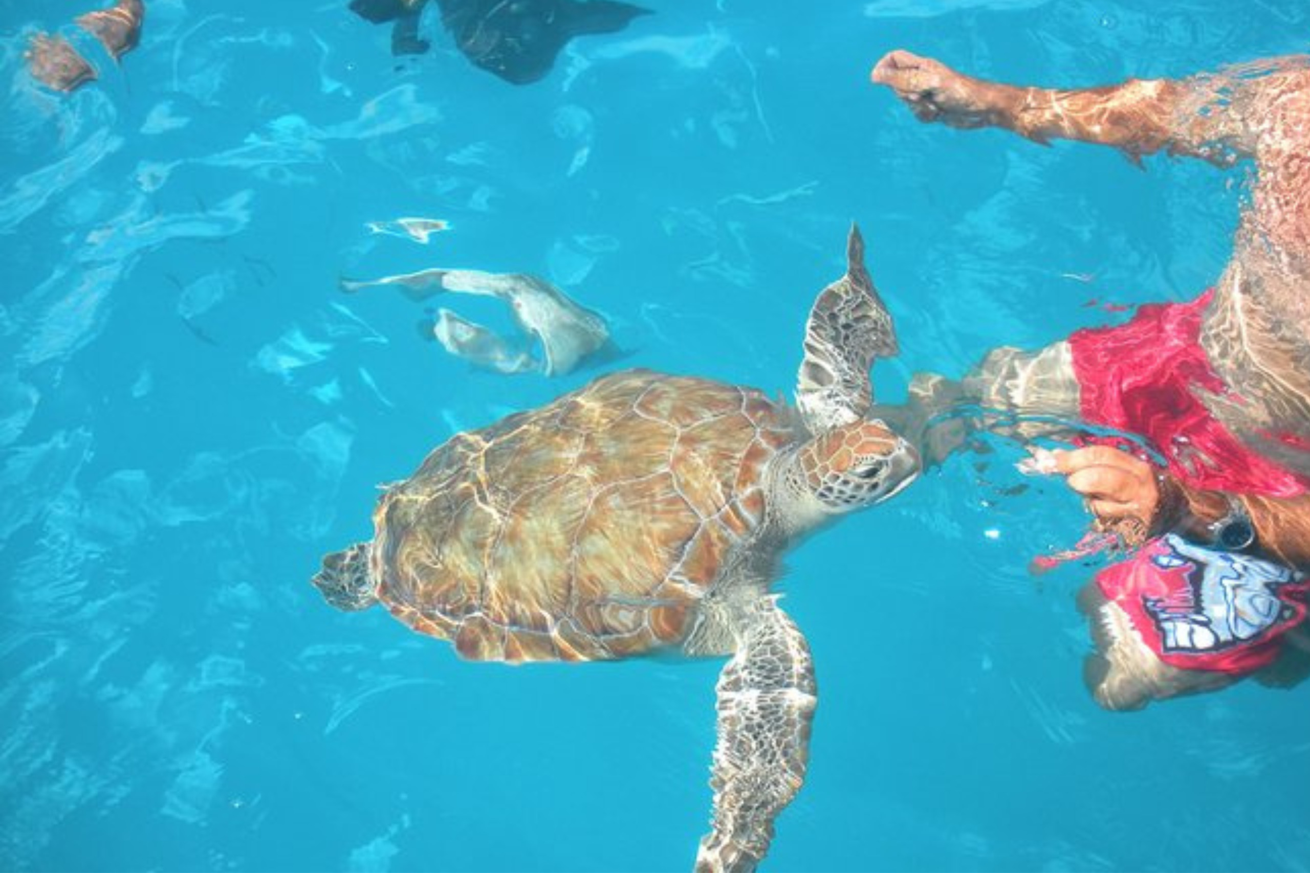 Nager avec les tortues de mer - la barbade