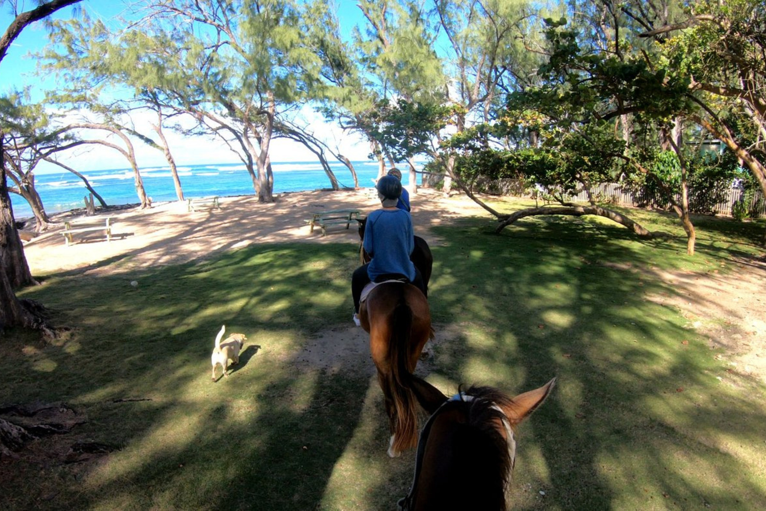 Balade à cheval sur les plages de La Barbade