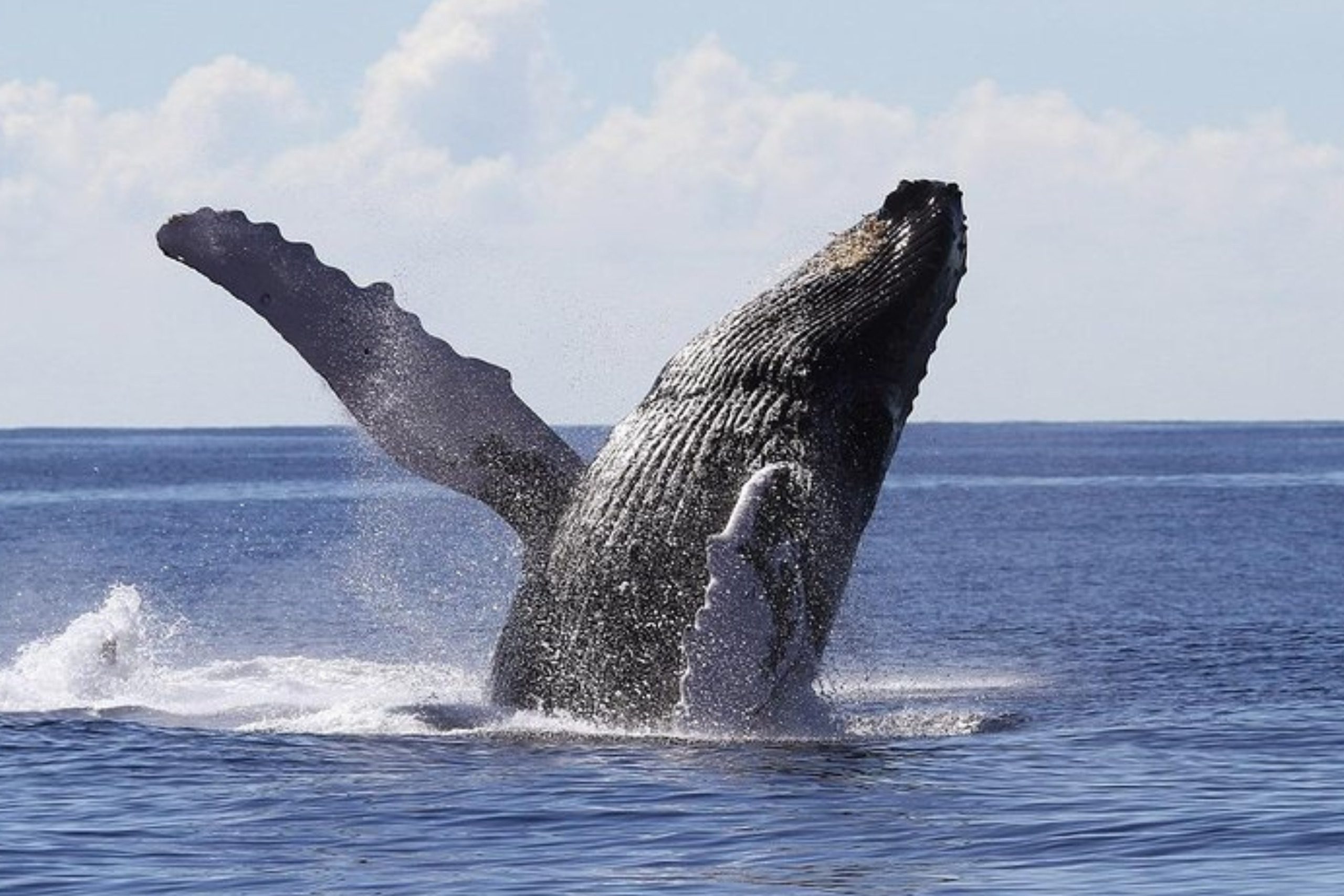 Observation des baleines à Samaná
